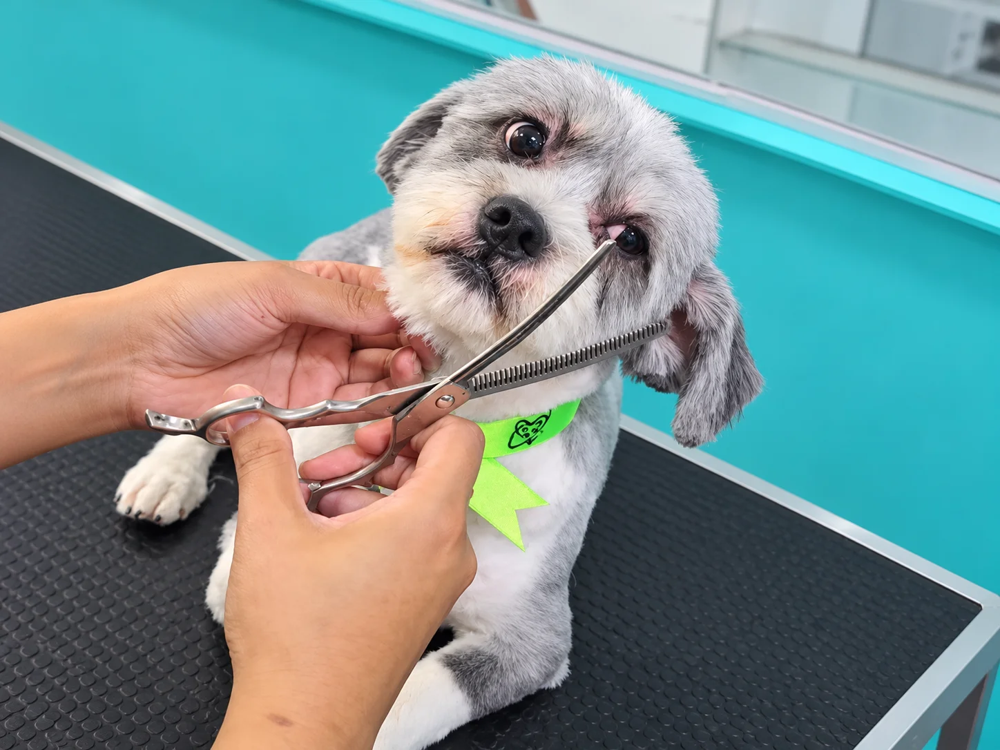 Momento de grooming y cuidado en Masqotina